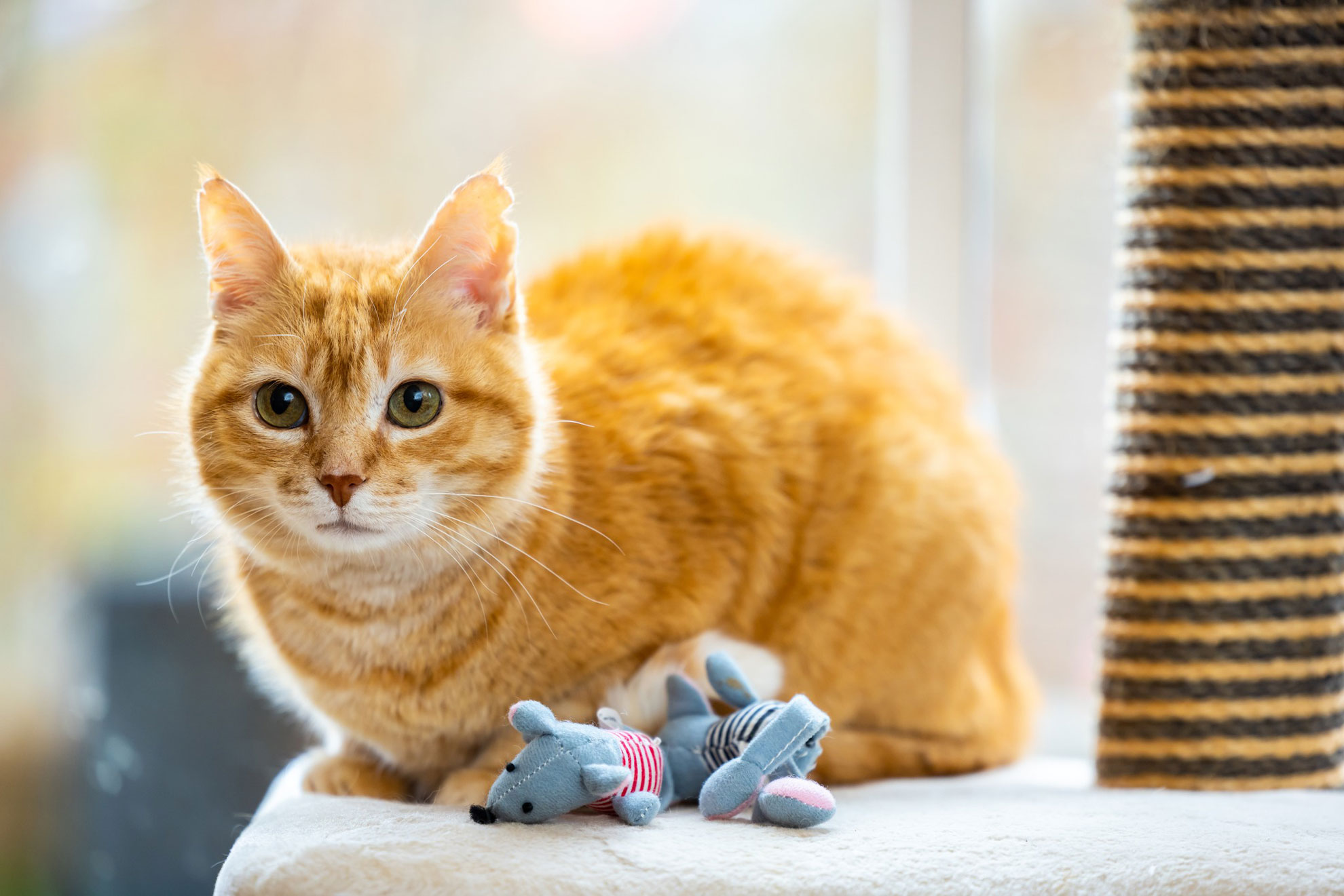 ginger cat sitting on white table