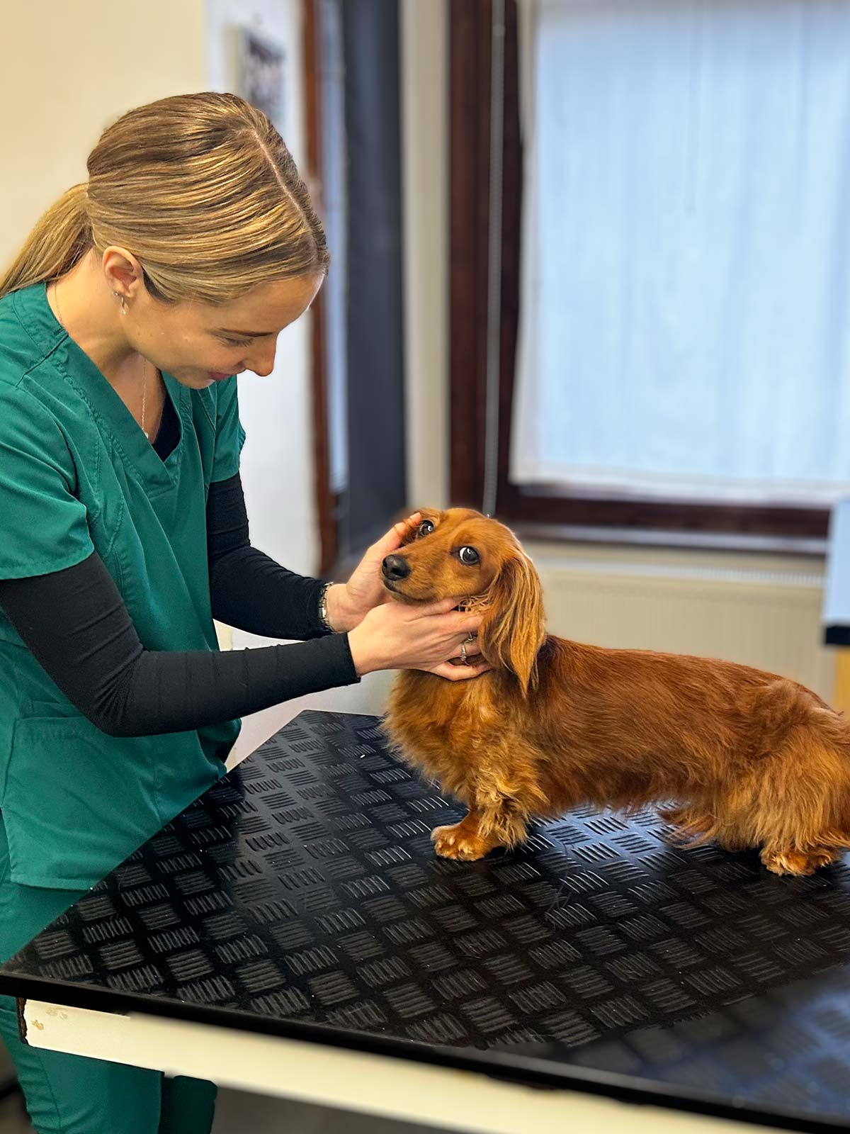 female vet nurse holding shaded red long hair dachshund on consultation table with the dog looking at the camera