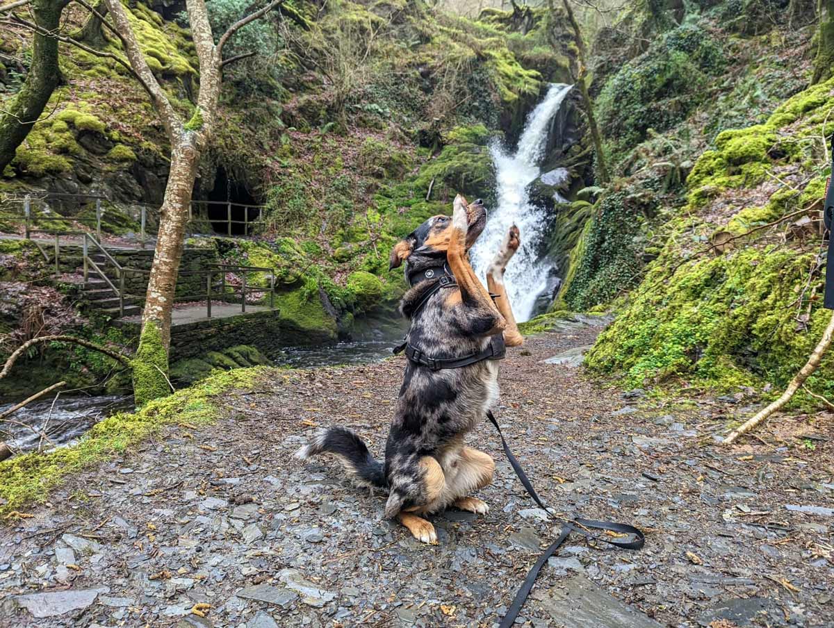 collie dog waving at camera in front of a small waterfall