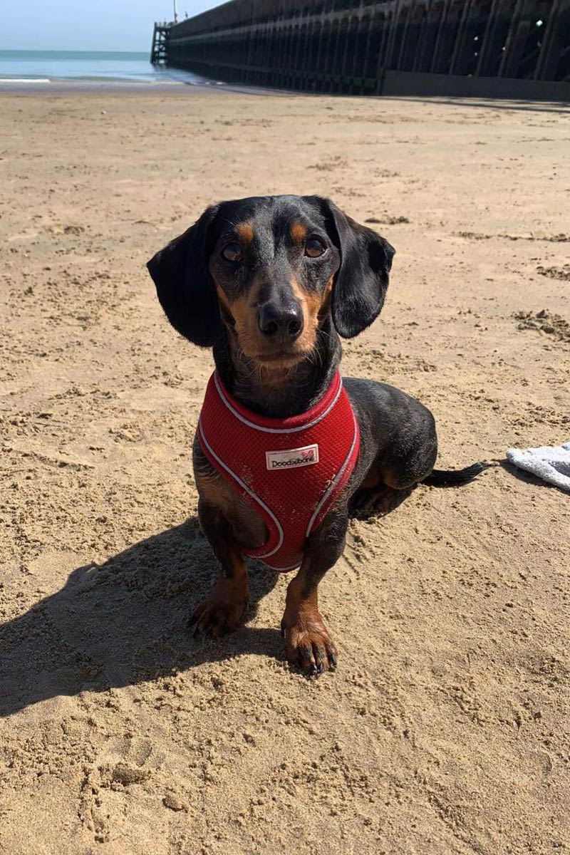 dapple short hair dachshund sitting on a sandy beach 