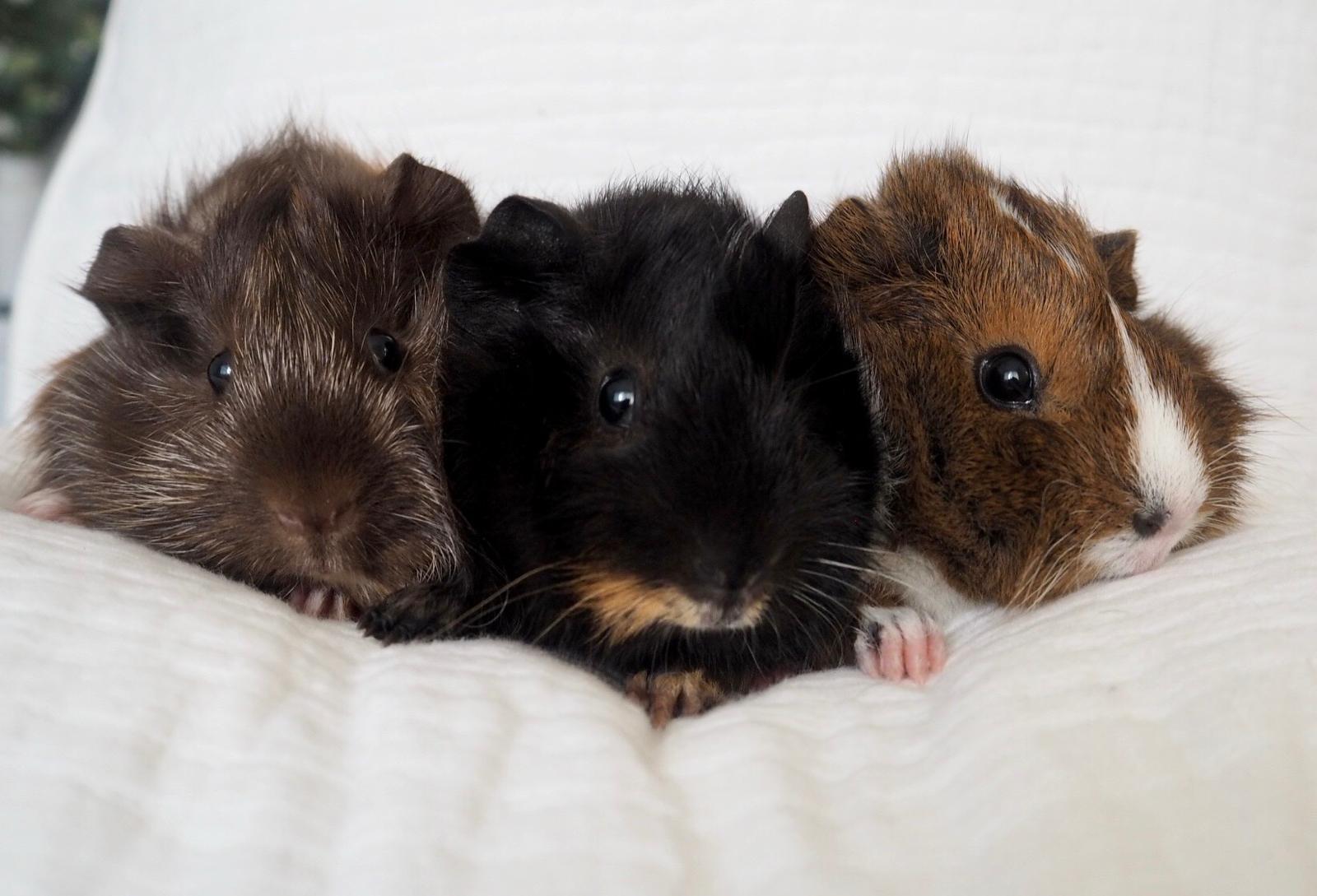 three guinea pigs sitting on white blanket looking at camera