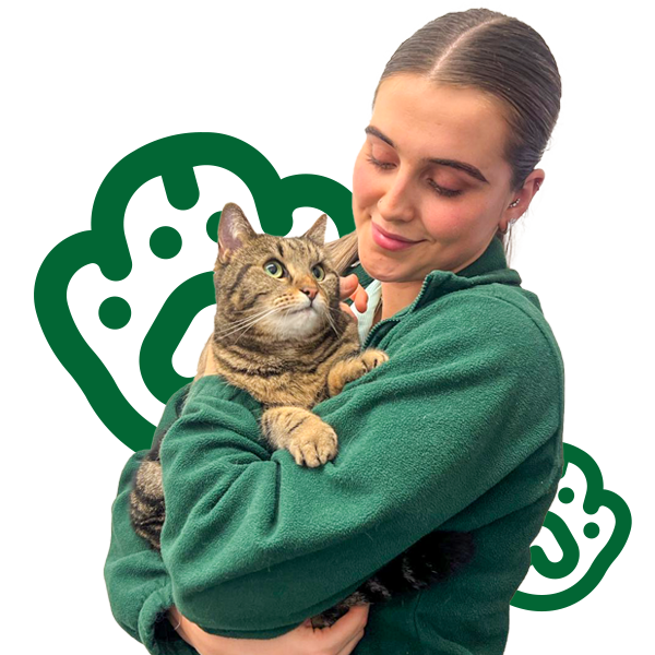 vet nurse wearing green scrubs holding a tabby domestic short hair cat