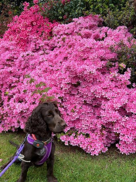 brown spaniel sitting in front of pink flowers bush in garden