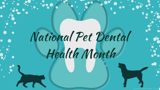 Pet Dental Health Month