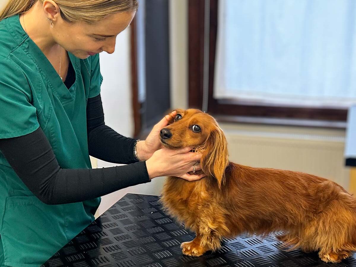 Oathall_Vets_Dachshund_3