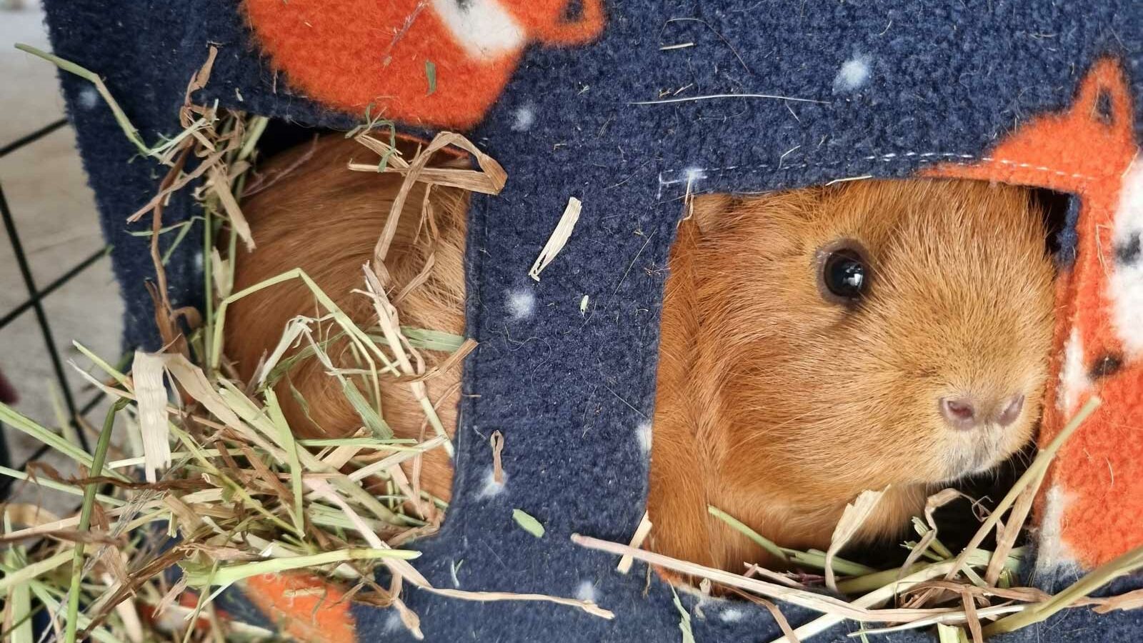 Oathall_Vets_Guinea_Pig_2