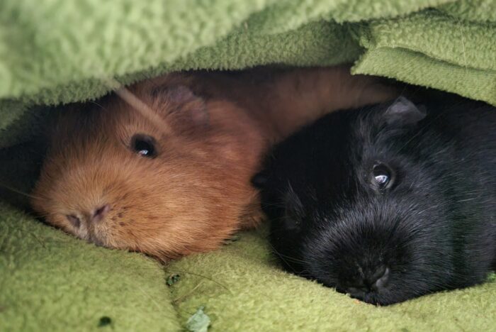 Guinea Pig Awareness Week