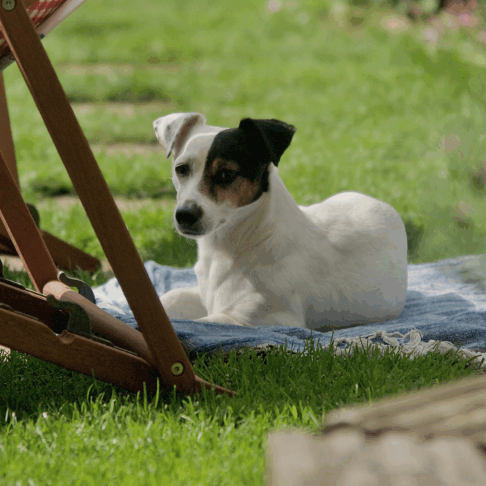 How Do I Know if My Dog Has Heatstroke and What Should I Do?