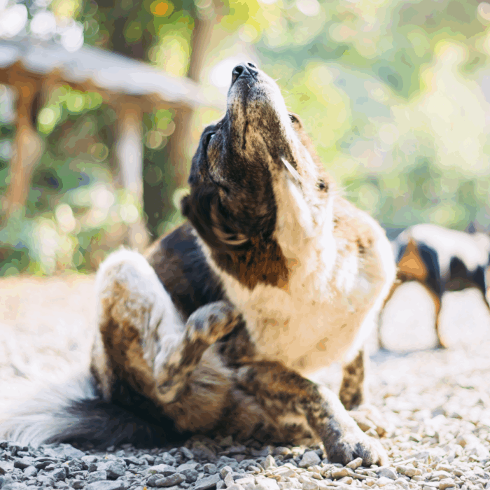 How Can I Tell if My Dog or Cat Has Fleas?