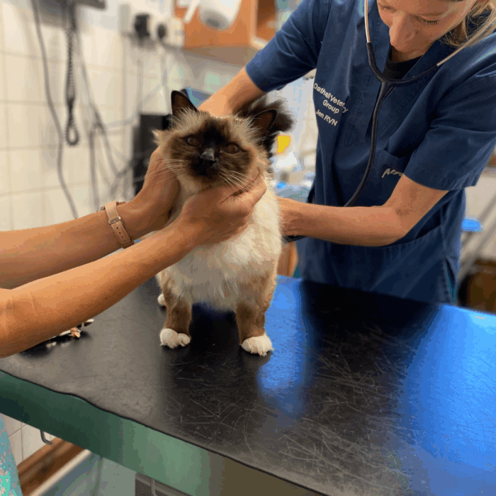 When Should I Worry About My Cat Vomiting?