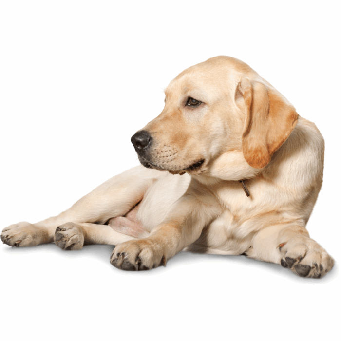 What Should I Do if My Pet Collapses?