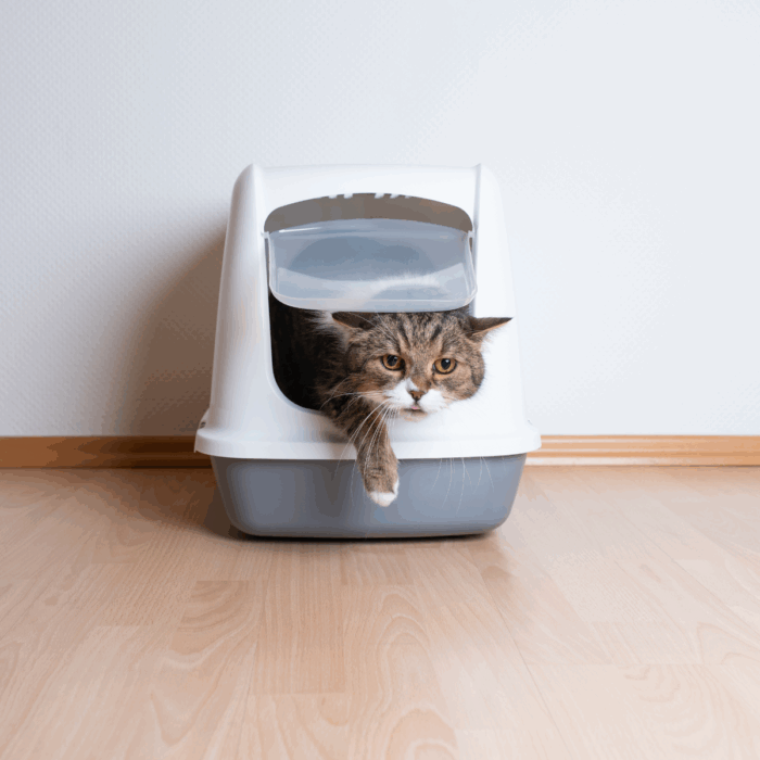 When Should I Worry About My Pet Having Diarrhoea?
