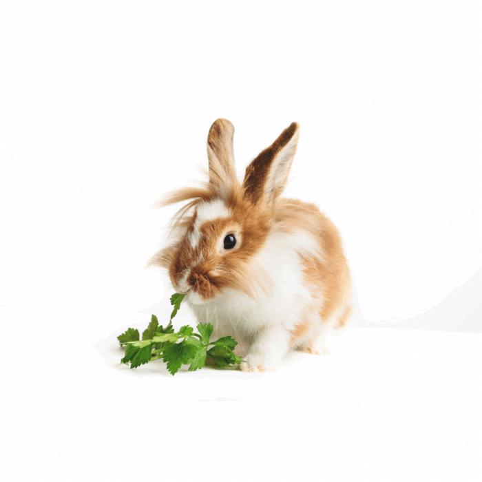 What Should I Do if My Rabbit is Not Eating?
