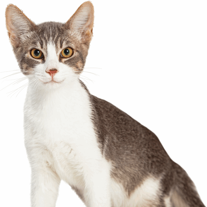 When Should I Neuter My Cat and Why is it Important?