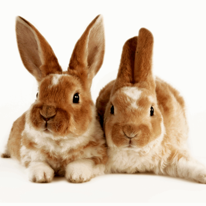 Neutering Your Rabbit