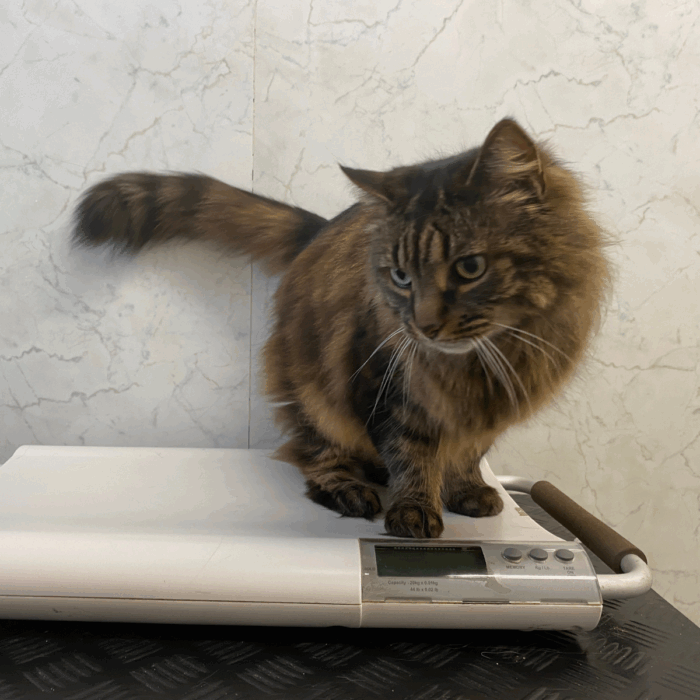 How Do I Protect My Cat from Fleas, Ticks, and Worms?