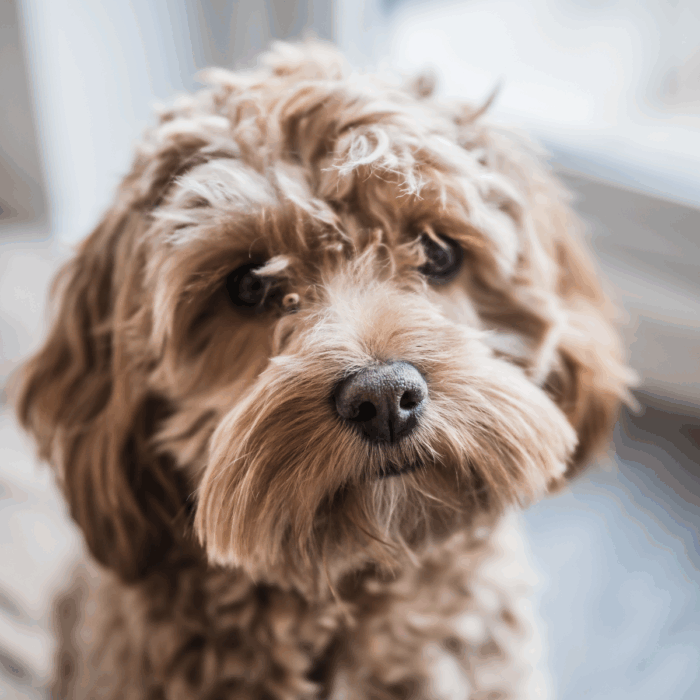 How Do I Protect My Dog from Fleas, Ticks, and Rorms?