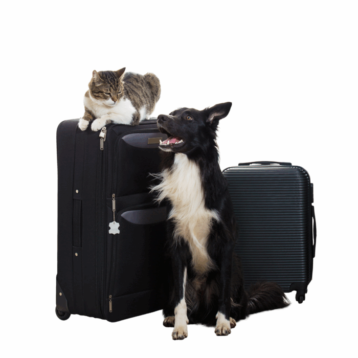 What Do I Need to Travel Abroad With My Pet?