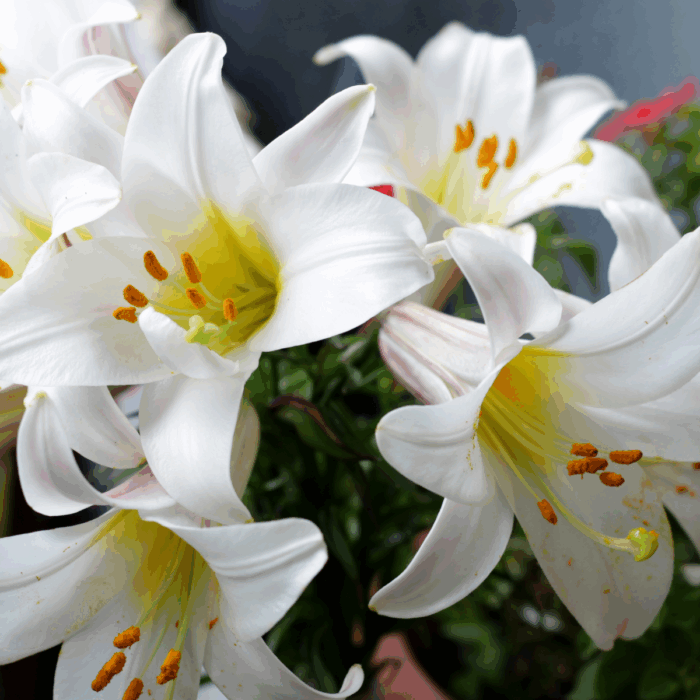 Which Plants are Poisonous for Cats?