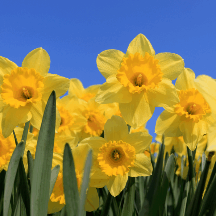 Which Plants are Poisonous to Dogs?
