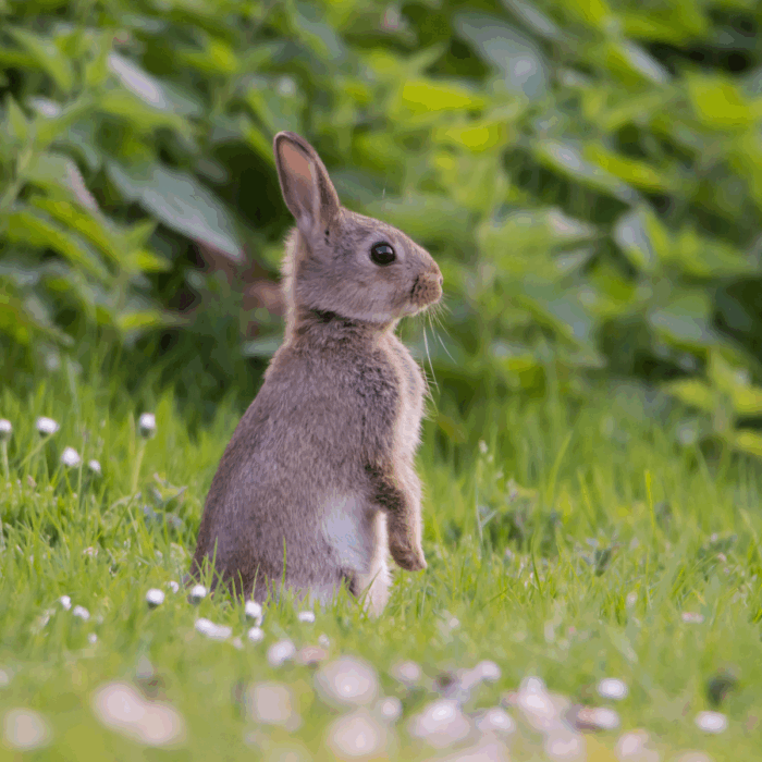 Poisonous Plants for Rabbits
