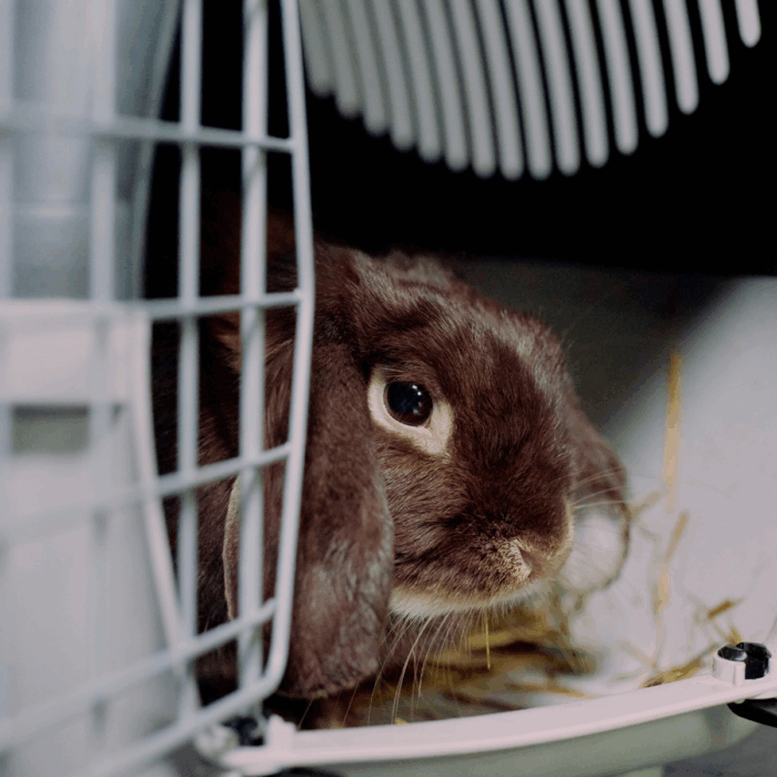 Rehoming a Rabbit: What to Expect