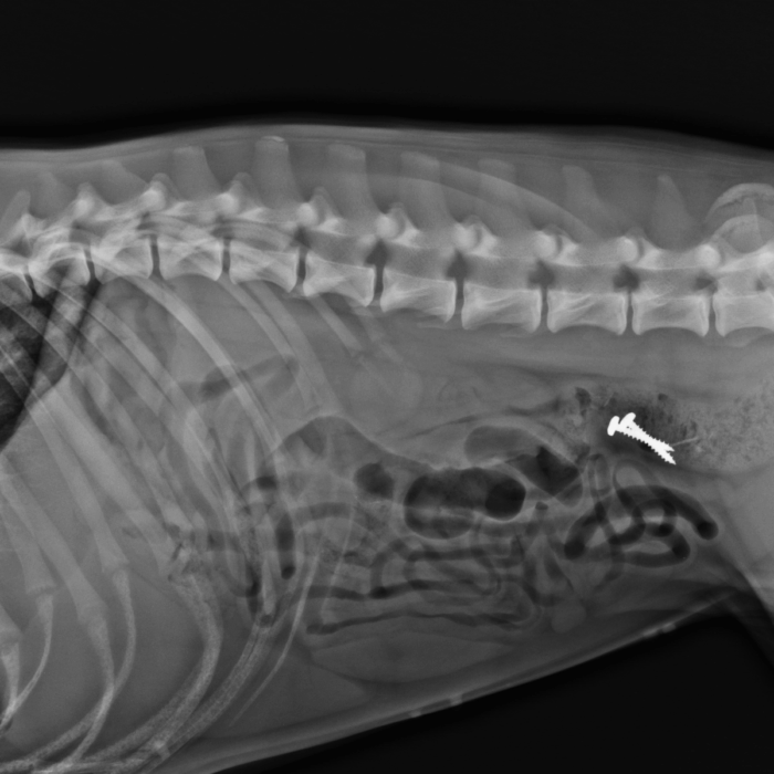 How Can I Tell If My Pet Has Swallowed Something They Shouldn’t?
