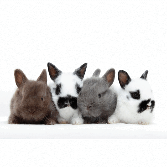 What Do I Need to Know Before Getting a New Rabbit?