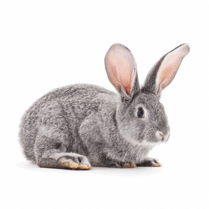 How Can I Tell if My Rabbit is in Pain?