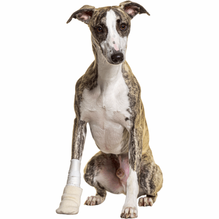My Should I Do if My Pet is Bleeding?