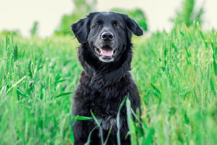Dog in field