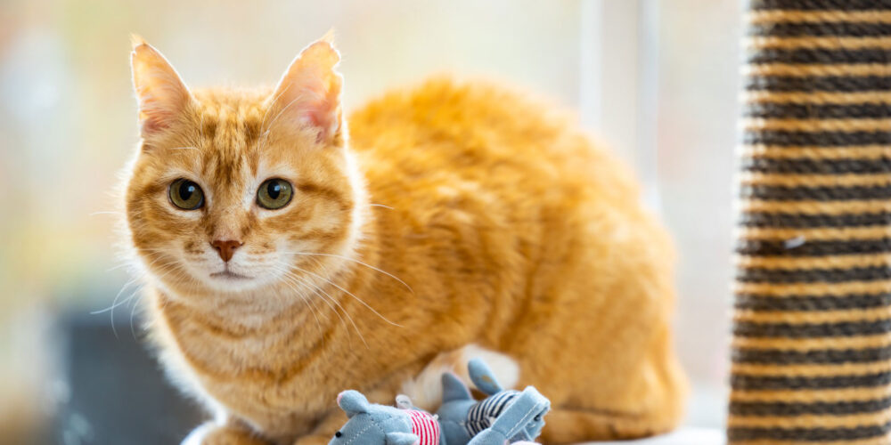 Oathall_Vets_Cat_2-1