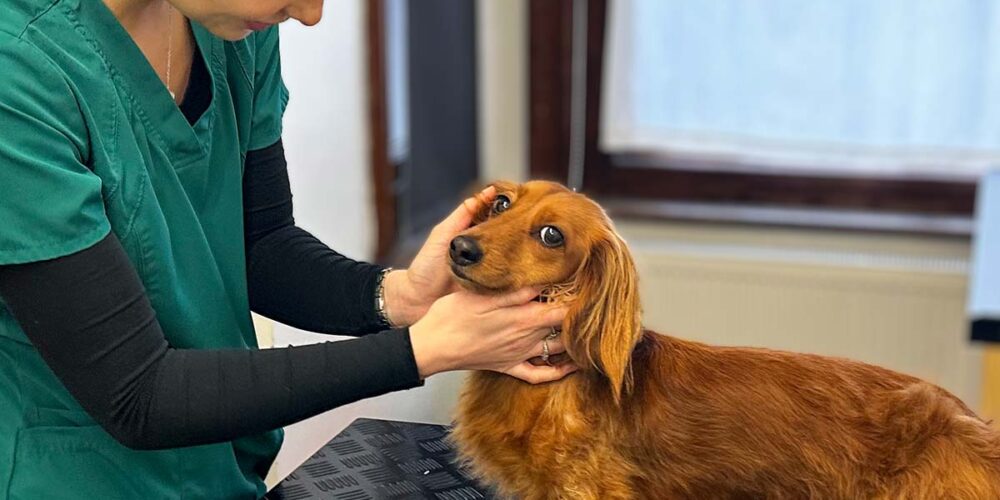 Oathall_Vets_Dachshund_3